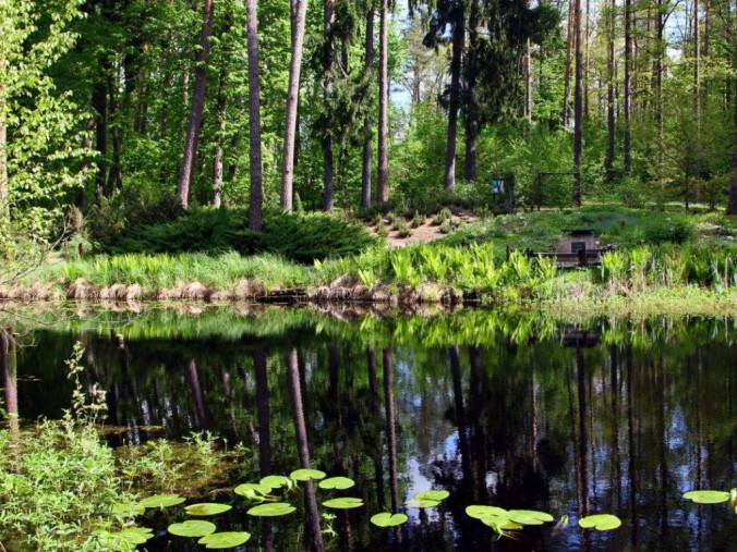 Forest arboretum in Kudypy